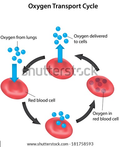 Haemoglobin Stock Photos, Images, & Pictures | Shutterstock