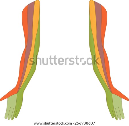 Dermatome Stock Photos, Images, & Pictures | Shutterstock