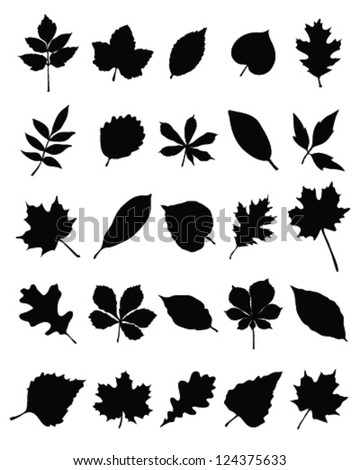 Elm leaves Stock Photos, Images, & Pictures | Shutterstock