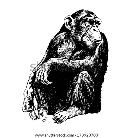 Chimpanzee sketch Stock Photos, Images, & Pictures | Shutterstock