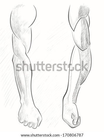 Drawing Male Muscles Pencil Stock Photos, Images, & Pictures | Shutterstock