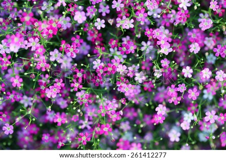 Gypsophila Stock Photos, Images, & Pictures | Shutterstock