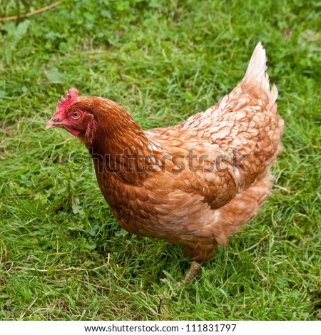 Buff orpington chicken Stock Photos, Images, & Pictures | Shutterstock