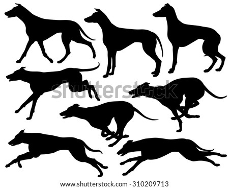 Greyhound Running Stock Photos, Images, & Pictures | Shutterstock