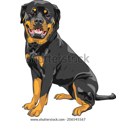 Rottweiler Stock Photos, Images, & Pictures | Shutterstock