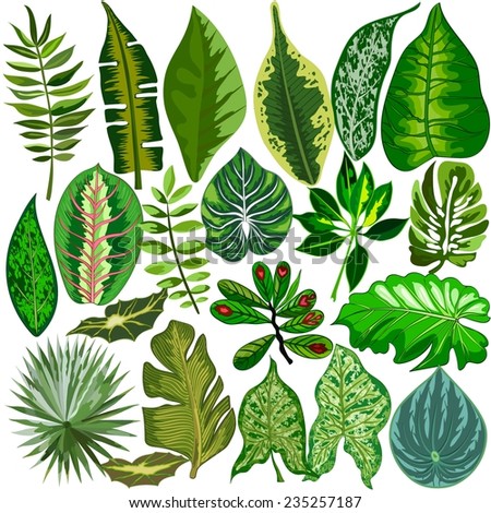 Tropical leaves Stock Photos, Images, & Pictures | Shutterstock