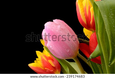 Pink Rain Tulips Stock Photos, Images, & Pictures | Shutterstock