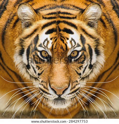 Tiger head Stock Photos, Images, & Pictures | Shutterstock