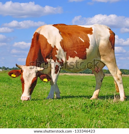 Cows Grazing Stock Photos, Images, & Pictures | Shutterstock