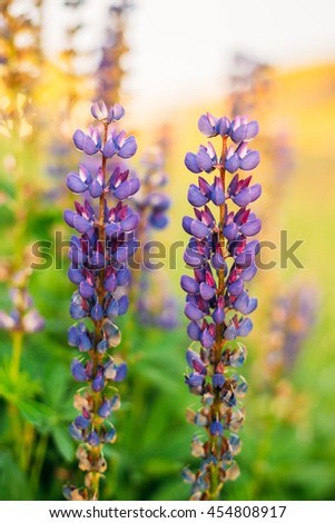 Lupine Stock Photos, Images, & Pictures | Shutterstock