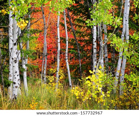 Aspen Forest Stock Photos, Images, & Pictures | Shutterstock