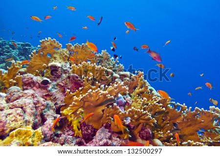 Coral Reefs Stock Photos, Images, & Pictures | Shutterstock