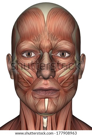 3D digital render of a male anatomy face with muscles map isolated on ...