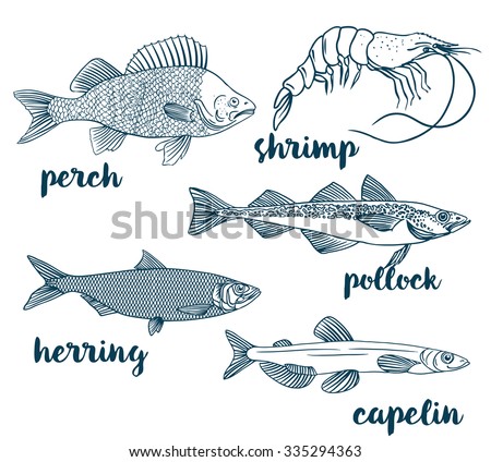 Perch, Capelin, Herring, Pollock, Shrimp. Vector illustration of fish ...