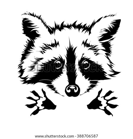 Cartoon Illustration Outline Raccoon Vector Stock Photos, Images ...