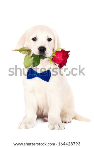 Puppies And Flower Stock Photos, Images, & Pictures | Shutterstock