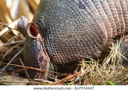 Armadillo Stock Photos, Images, & Pictures | Shutterstock