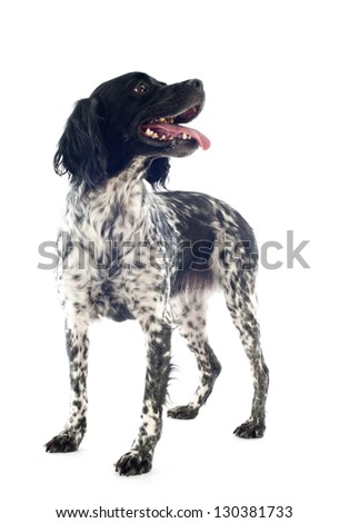 Brittany Spaniel Stock Photos, Images, & Pictures | Shutterstock