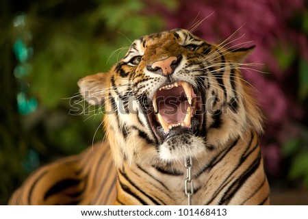 Roaring tiger Stock Photos, Images, & Pictures | Shutterstock