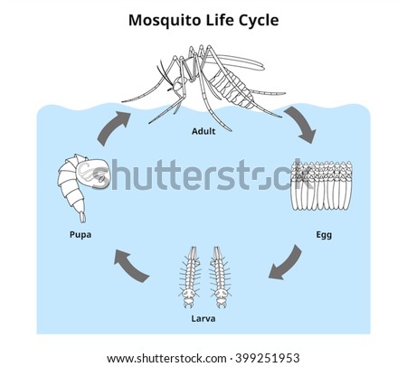 Life-cycle Stock Photos, Images, & Pictures | Shutterstock