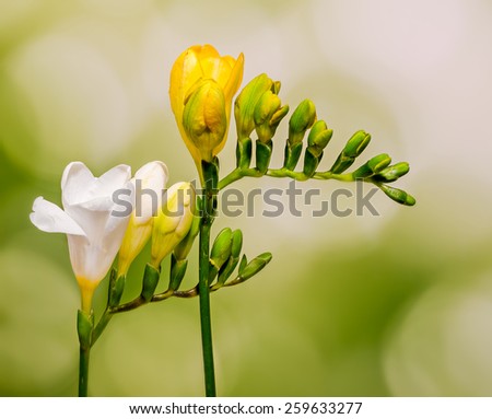 Freesia Stock Photos, Images, & Pictures | Shutterstock