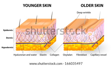 Skin Anatomy Stock Photos, Images, & Pictures | Shutterstock