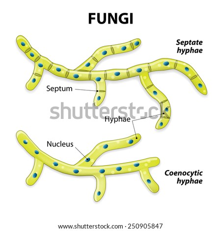 Hypha Stock Photos, Images, & Pictures | Shutterstock hypha diagram 