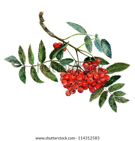 Mountain Ash Tree Stock Photos, Images, & Pictures | Shutterstock