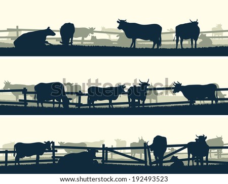 Cattle Stock Photos, Images, & Pictures | Shutterstock