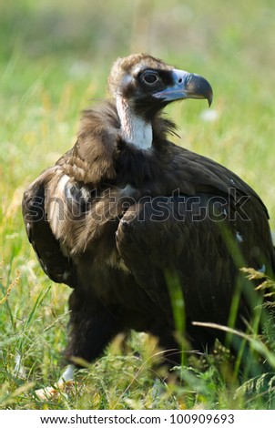 Black Vulture Stock Photos, Images, & Pictures | Shutterstock