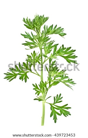 Sagebrush Flower Stock Photos, Images, & Pictures | Shutterstock