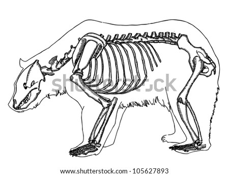 etching bear skeleton - stock vector