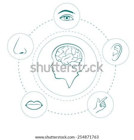 Five Senses Stock Photos, Images, & Pictures | Shutterstock