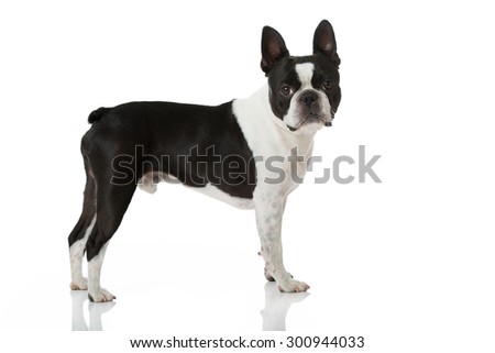 Dog Side View Stock Photos, Images, & Pictures | Shutterstock