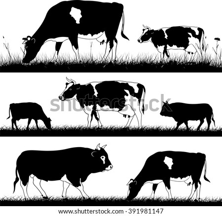 Cows Grazing Stock Photos, Images, & Pictures | Shutterstock