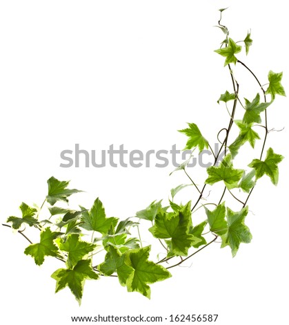 Ivy Vine Stock Photos, Images, & Pictures | Shutterstock