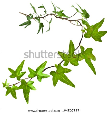 Climber Plant Stock Photos, Images, & Pictures | Shutterstock