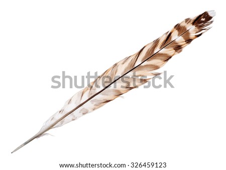 Falcon Stock Photos, Images, & Pictures | Shutterstock