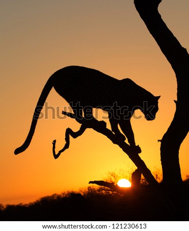 Leopard Silhouette Stock Photos, Images, & Pictures | Shutterstock