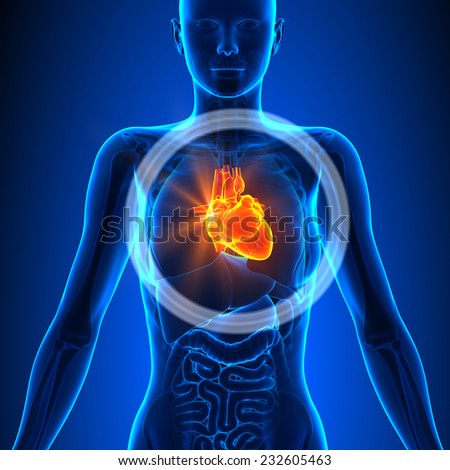 Human Heart 3d Stock Photos, Images, & Pictures | Shutterstock